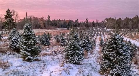 The Best Christmas Tree Farms in Maine | Wolf Cove Inn