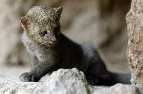 Jaguarundi cats: Habitat destruction and fur trade driving wildcat ...