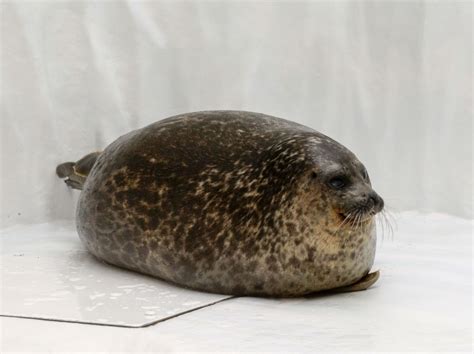 Social media in Japan goes crazy over chubby seal