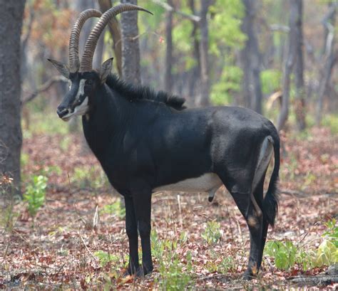 Sable Antelope