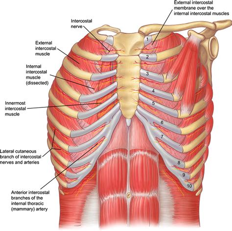 Figure 3 from Relevant surgical anatomy of the chest wall. | Semantic ...