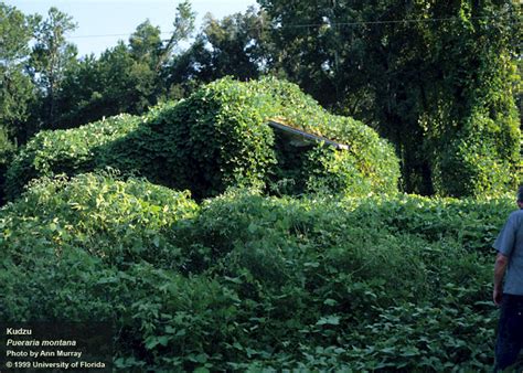 Dirty Dozen Invasive Species of the Month - Kudzu - UF/IFAS Extension ...