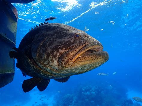 Atlantic Goliath Grouper Facts & Information Guide- American Oceans