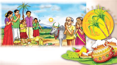 Thai Pongal, a festival of thanksgiving - Sunday Observer