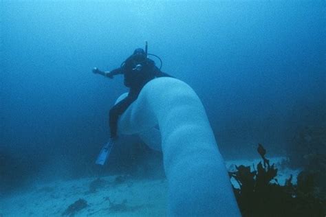 A diver riding a giant underwater worm (pyrosoma atlanticum ...