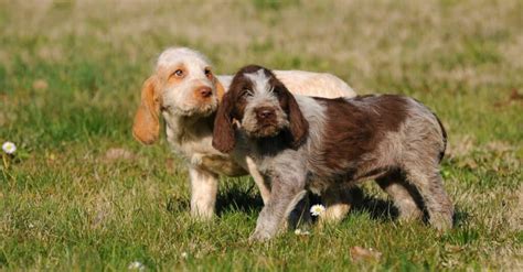 Spinone Italiano - A-Z Animals