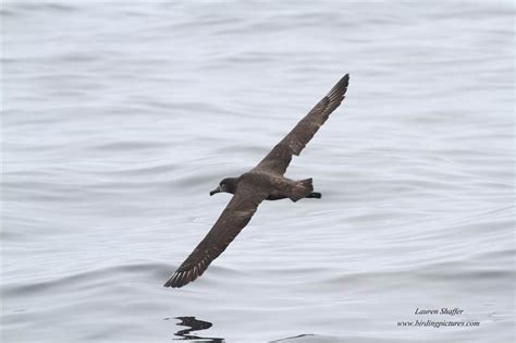 Seabirds in Monterey, CA–Part 4 Black-footed Albatross – Birding Pictures