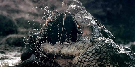 Man-eaters: Crocodile Gustave | DinoAnimals.com