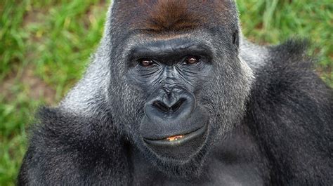 Gorilla | San Diego Zoo Animals & Plants