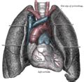 Conus arteriosus - Location, Function and Pictures