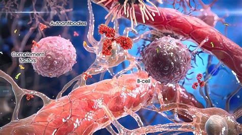 Interactions Of T Helper Cells With Immune Cells On The Surface Photo ...