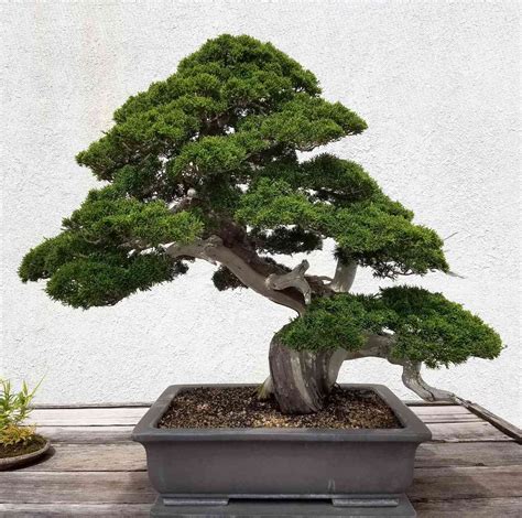 What Is It That Makes Bonsai Trees So Special [2023 Update ...