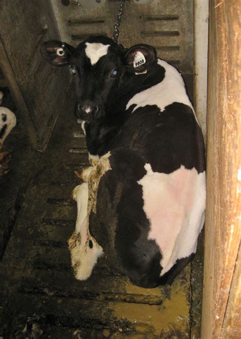 This Is How Veal Is Made At One Canadian 'Farm'. Prepare To Be Shocked ...