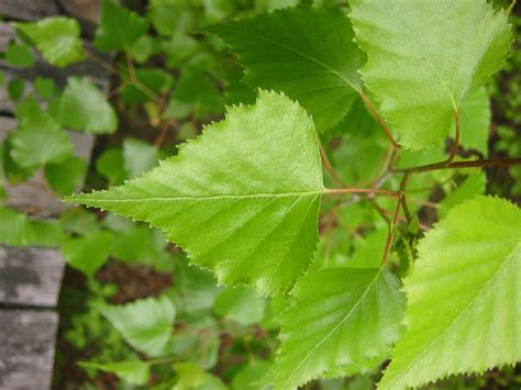 Poplar, Populus nigra