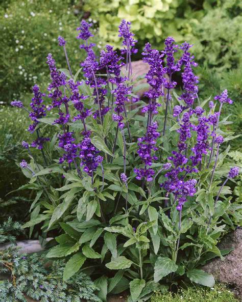 SALVIA farinacea EVOLUTION VIOLET - Muller Seeds