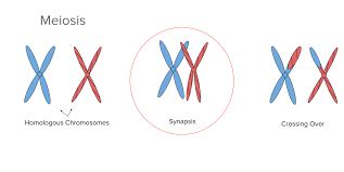 SYNAPSIS MEANING- PROCESS & FUNCTION - Agriculture Wale