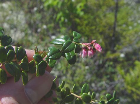 Vaccinium vitis-idaea (mountain cranberry): Go Botany