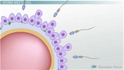 Gametic Isolation | Overview & Examples - Lesson | Study.com