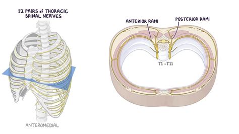 Vessels and nerves of the thoracic wall: Video | Osmosis