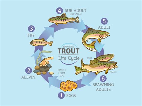 Life Cycle Of Trout