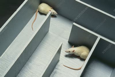 Two white laboratory rats in a maze - Stock Image - G352/0069 - Science ...