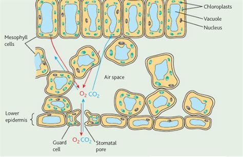 AS biology Ms Timms: images for gas exchange in plants