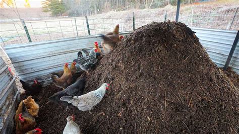 4 Easy Steps to Compost Chicken Manure