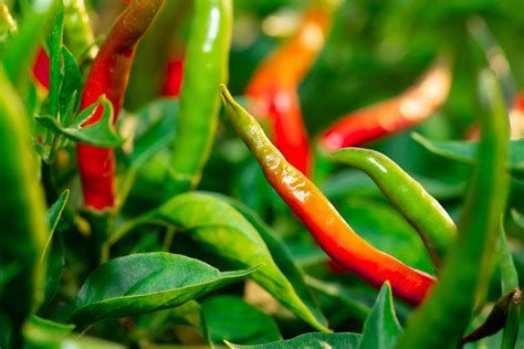 The Chilli Plant Growing Stages: All You Need To Know