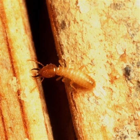 Subterranean Termite Treatment | Ledford’s Pest Control