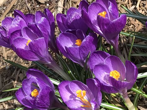 Beautiful Crocus in spring! | Garden, Crocus, Plants