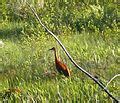 Category:Birds of Seney National Wildlife Refuge - Wikimedia Commons