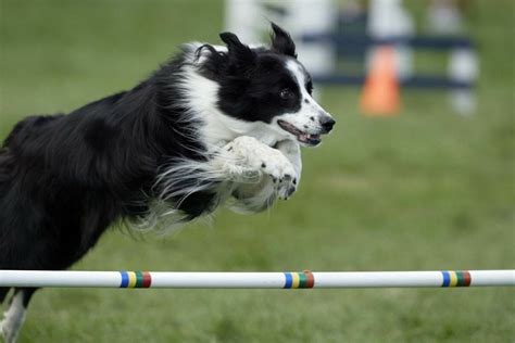 Border Collie Agility | Border collie dog, Border collie, Real dog