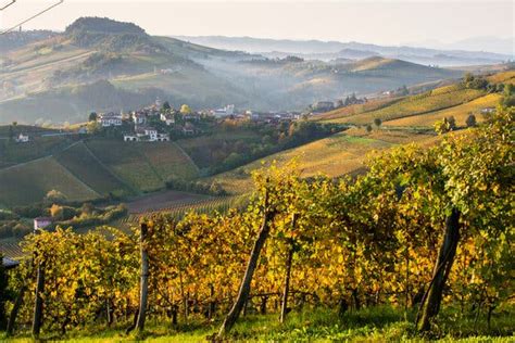 Italy: Barolo (courtesy of the NYT)