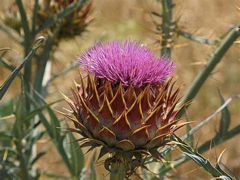 Cynara cardunculus Profile – California Invasive Plant Council