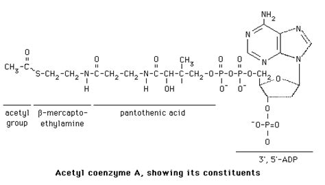 Fatty Acids -- Structure of Acetyl CoA