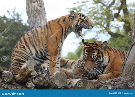 Tiger cubs with the mom stock image. Image of ready, swimming - 43812559