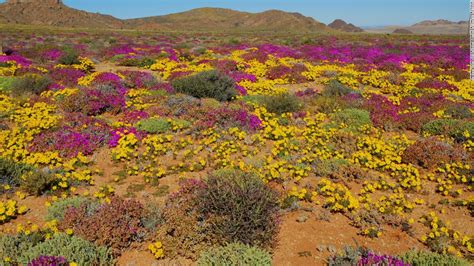 Succulent Karoo: The beautiful desert that's blooming with wildlife - CNN