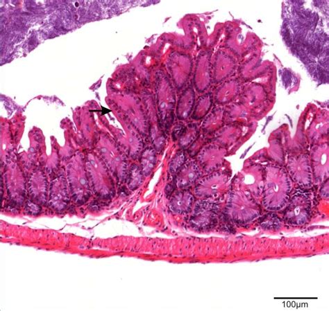 APN Mouse Histopathology and Digital Slide Service : School of ...