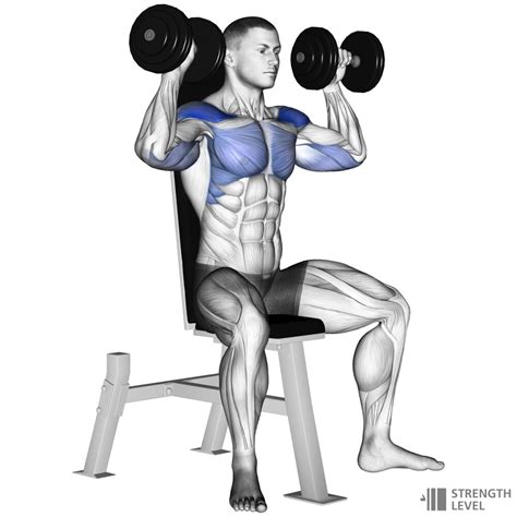 Seated Dumbbell Shoulder Press Standards for Men and Women (lb ...