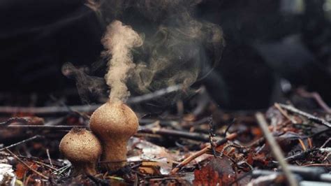 What Is a Mushroom Spore and Why Is It Important for Magic Mushroom ...