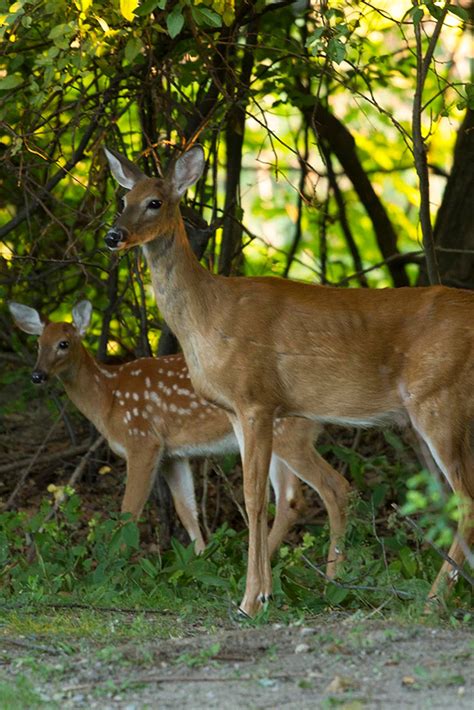 Ann Brokelman Photography: White Tailed Deer with fawns Sept 2016