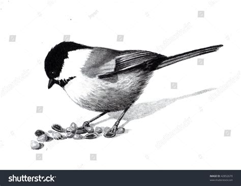 Pencil Drawing Of A Chickadee Bird Stock Photo 42852670 : Shutterstock