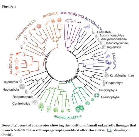 Protista Classification Chart