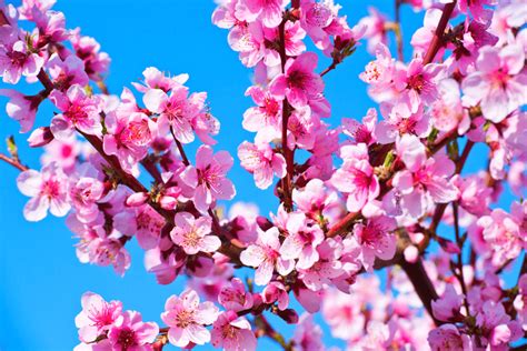 Peach Blossom: The Best Japanese Flower - Sakuraco