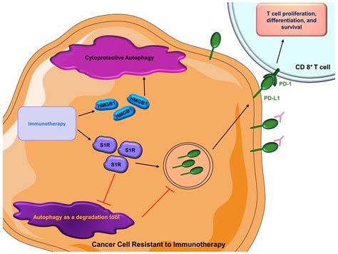 Autophagy and Breast Cancer: Connected in Growth, Progression, and ...