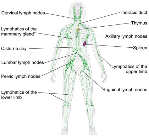 Lymphatic system - Wikipedia