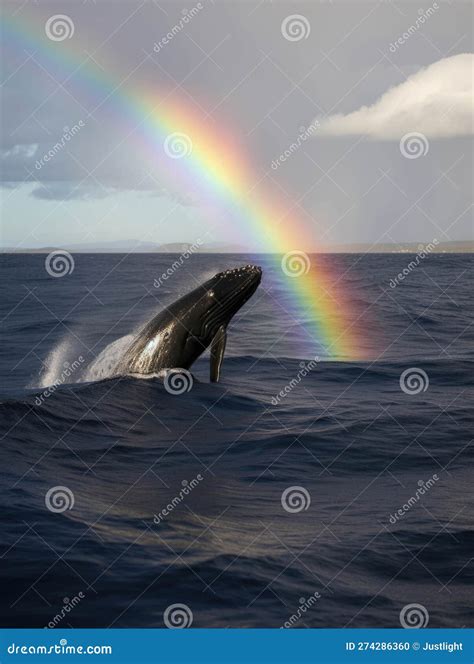 A Whale Breaching The Deep Seas Surface A Rainbow Of Light Reflecting ...