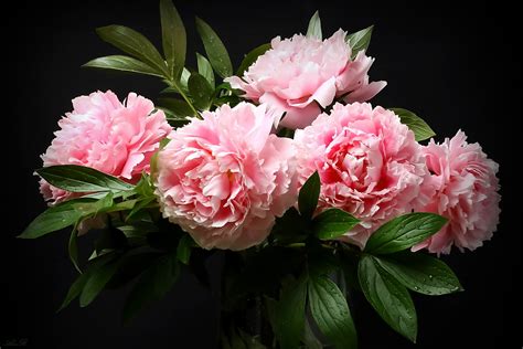 Download Pink Flower Bouquet Nature Peony HD Wallpaper by Alexander ...