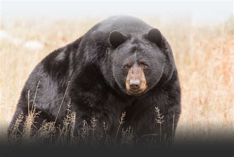 Guided Canadian Adventures Black Bear Hunting in BC Canada