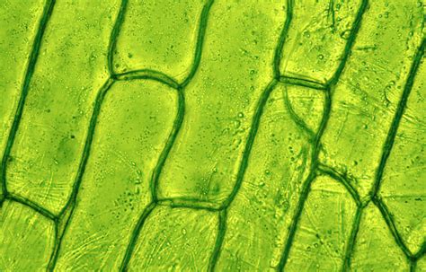 Plant Cells Microscope